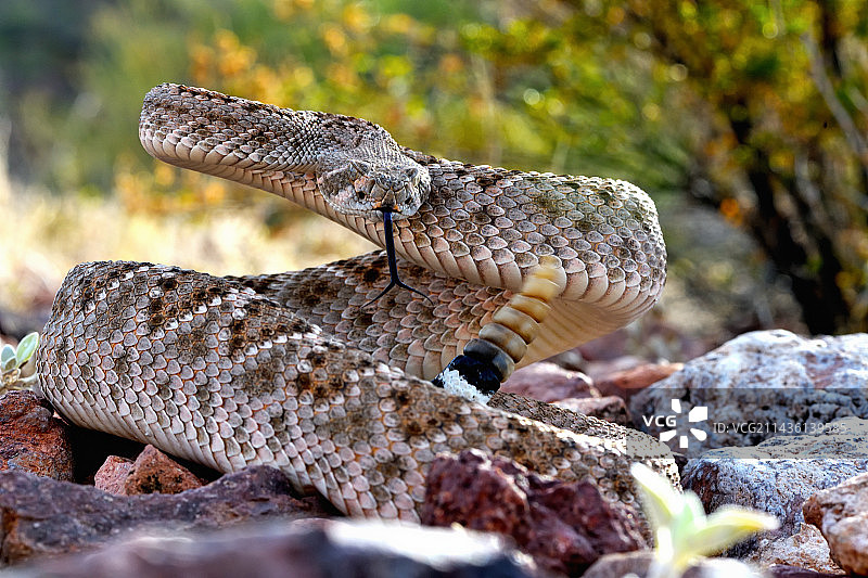 美国亚利桑那州东部响尾蛇(Crotalus atrox)。控制条件。图片素材
