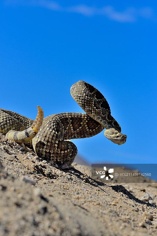 莫哈维响尾蛇-加州莫哈维沙漠图片素材