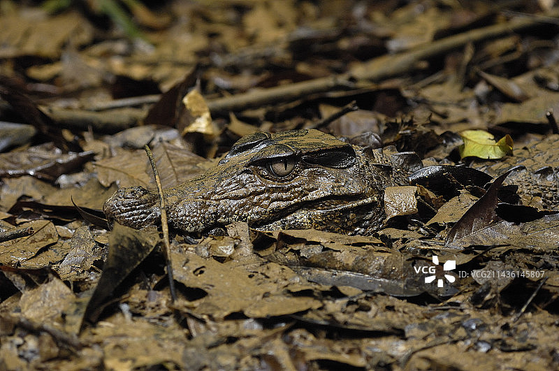 居维叶的矮凯门鳄在泥泞的法属圭亚那山脉图片素材