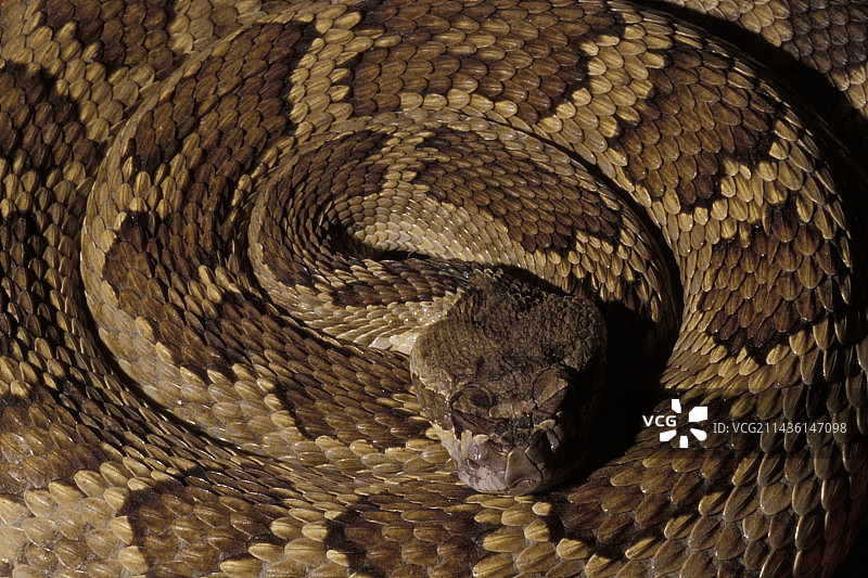 美国草原响尾蛇(Crotalus viridis)图片素材