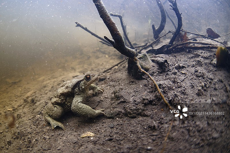 普通蟾蜍(Bufo Bufo)雄性在繁殖期在池塘里寻找雌性-法国库菲-卢瓦尔和谢尔市图片素材