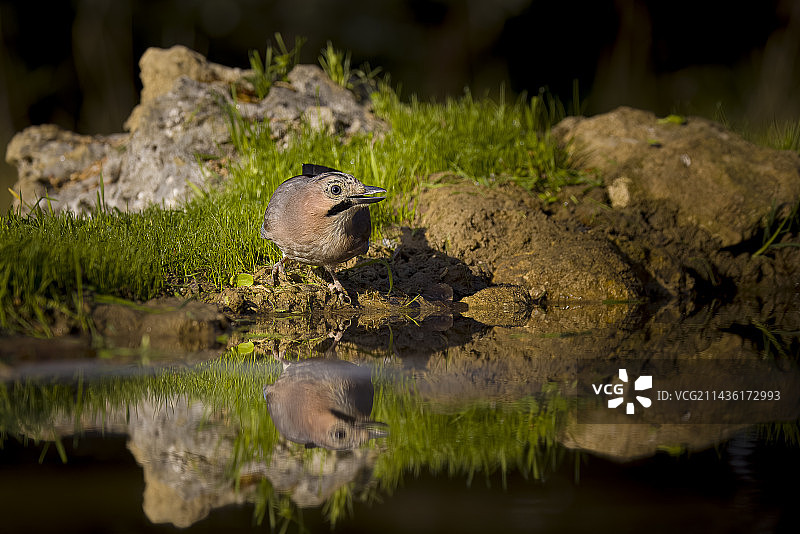 法国沃克卢兹一个池塘里的欧亚松鸦图片素材