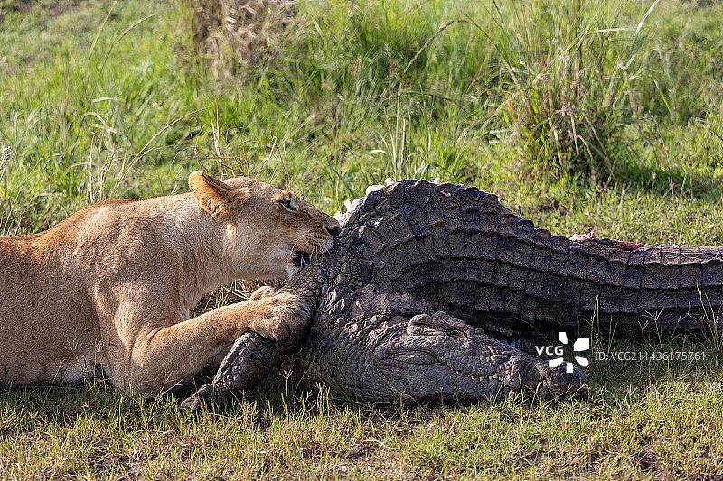 肯尼亚国家公园马赛马拉国家保护区，大草原上的母狮正在吃鳄鱼图片素材