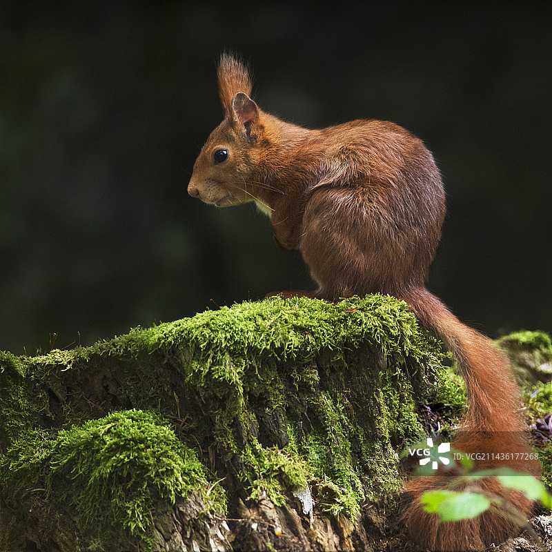 红松鼠(Sciurus vulgaris)在一个多雾的日子里，在一个苔藓覆盖的树桩上，奥弗涅，法国图片素材