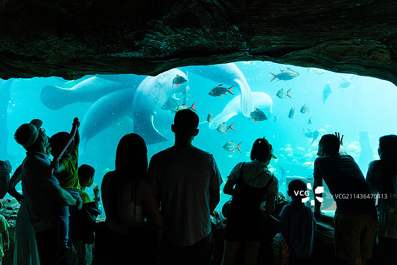 珠海长隆海洋王国在观赏海洋动物的游客图片素材