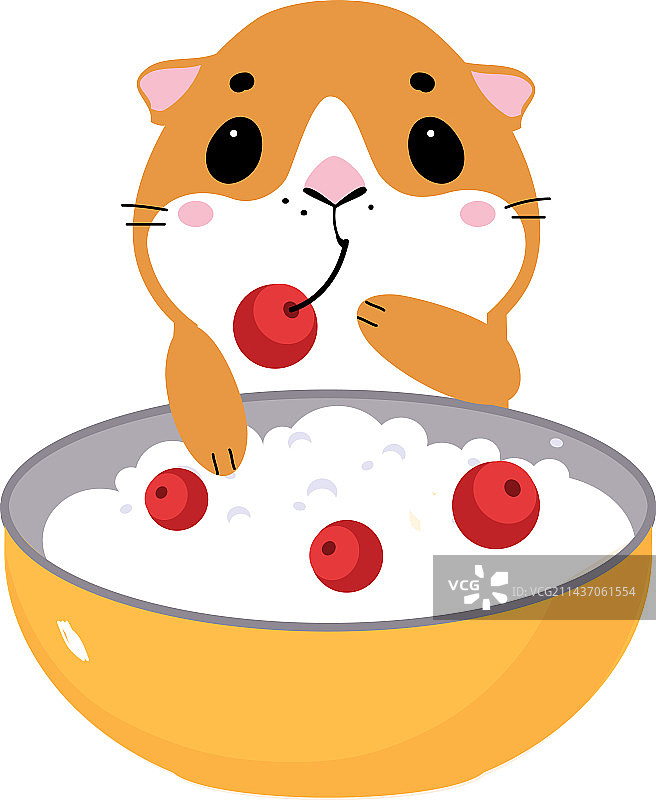 可爱的小宠物豚鼠和一碗粥图片素材