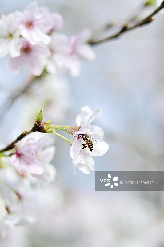 蜜蜂在樱花里采蜜图片素材