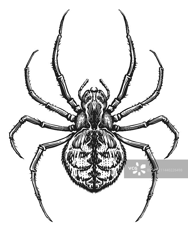 蜘蛛素描动物昆虫在复古雕刻图片素材