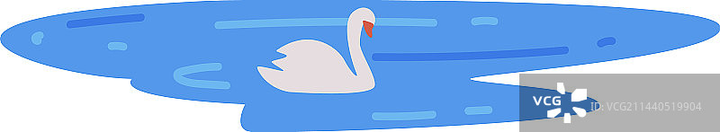 白天鹅在蓝色的池塘里游泳图片素材