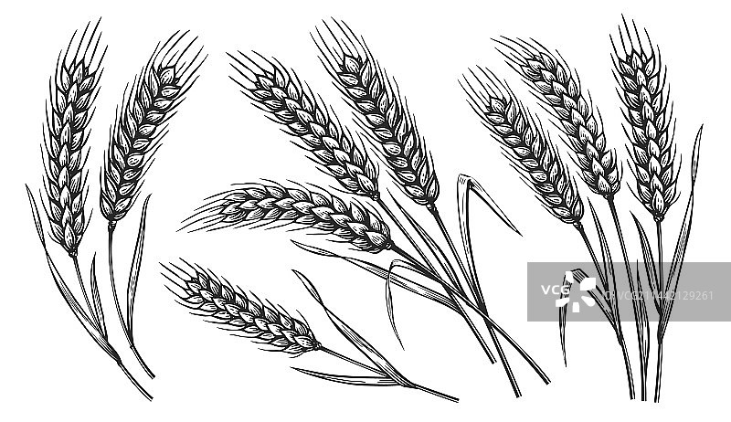 谷物植物和谷物黑麦大麦和小麦穗图片素材
