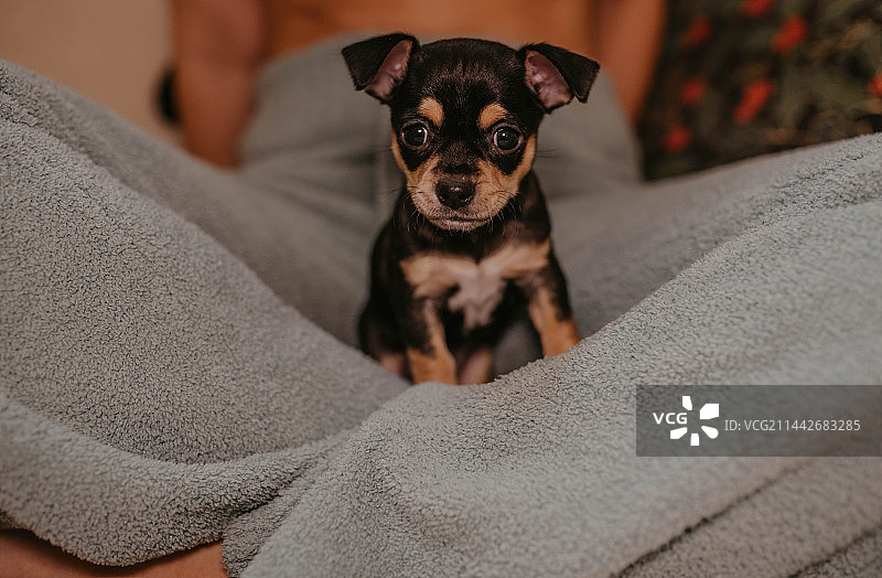 美国内华达州拉斯维加斯，可爱的小狗吉娃娃和幸福的夫妇在家里度寒假的照片图片素材