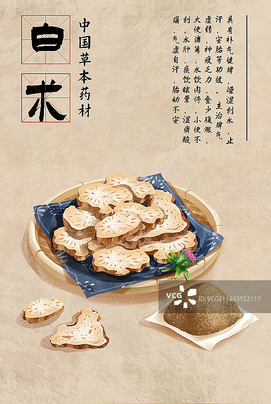 中国传统文化中草药药材之 白术图片素材