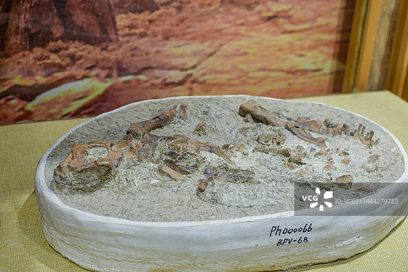 北京自然博物馆恐龙化石骨架图片素材