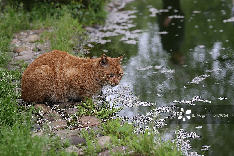 公园里一只橘黄色的猫望着湖面图片素材