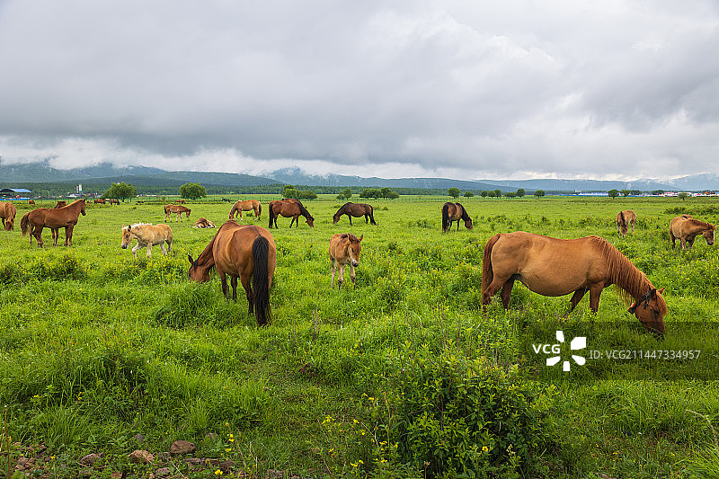 夏天草原上放牧的马儿图片素材