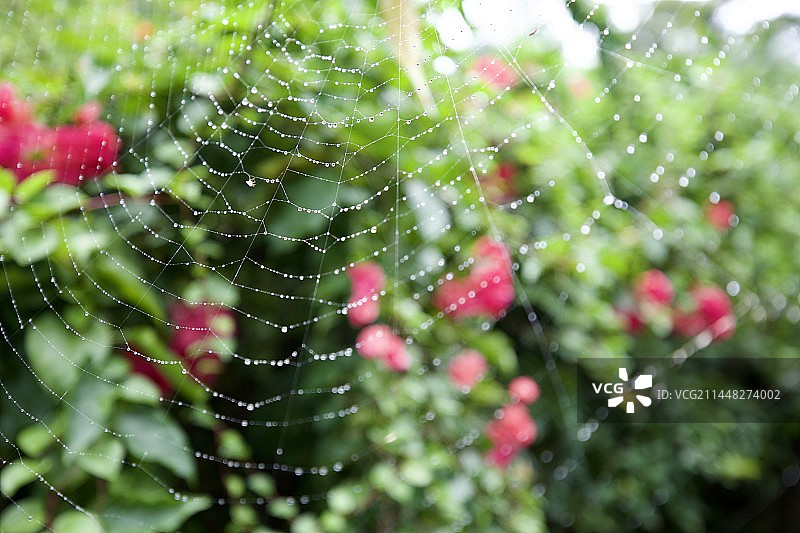 长满蜘蛛网的花儿图片素材
