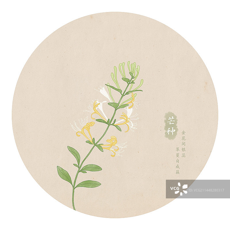 二十四节气芒种金银花手绘植物插画图片素材