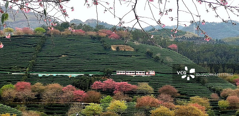樱花树下的小火车图片素材