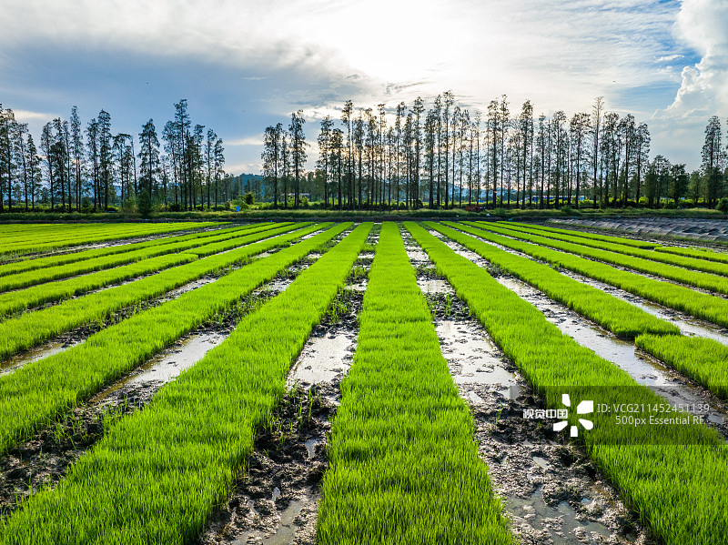 水稻培育秧苗粮食安全绿色稻田生态航拍图片素材