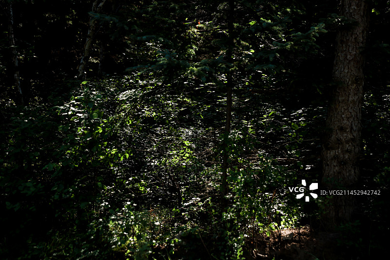 静谧森林中的光影图片素材