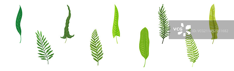 绿色的热带叶，作为茎上的植物部分图片素材