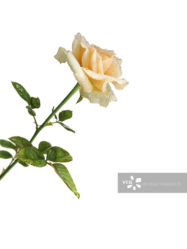 鲜花香槟玫瑰的白底图图片素材