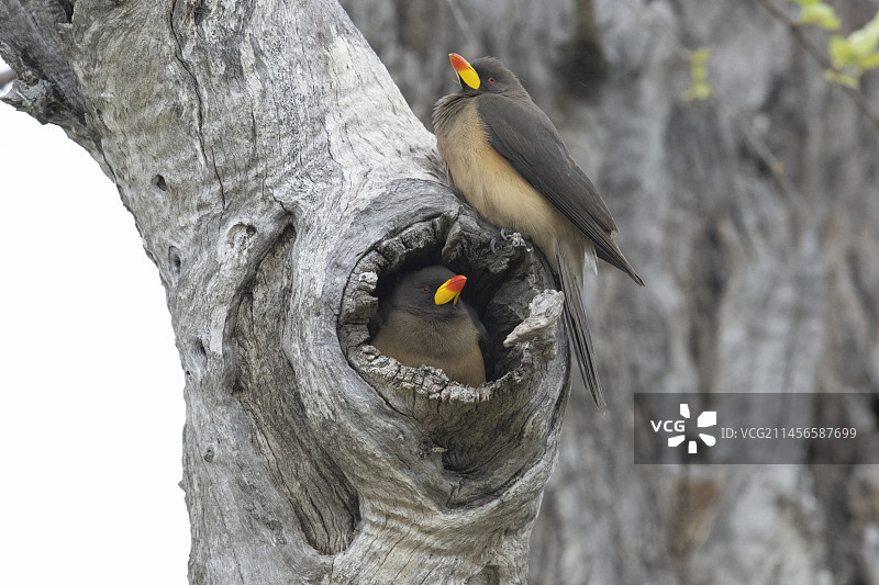一对黄嘴的牛椋鸟在它们的巢里图片素材