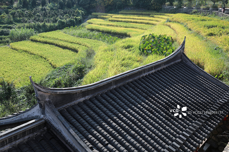乡村振兴美丽乡村坡屋顶历史建筑和稻田图片素材