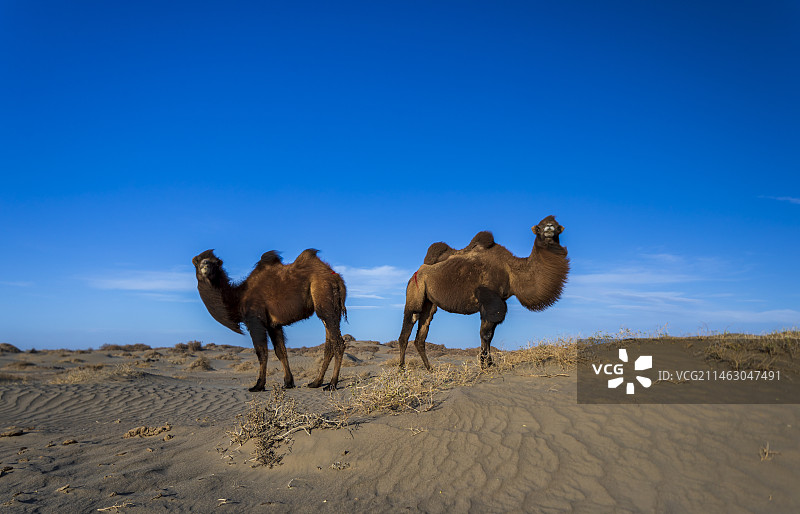 沙漠骆驼图片素材