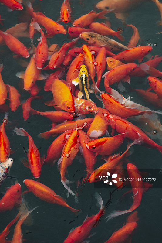 红色锦鲤水面图片素材
