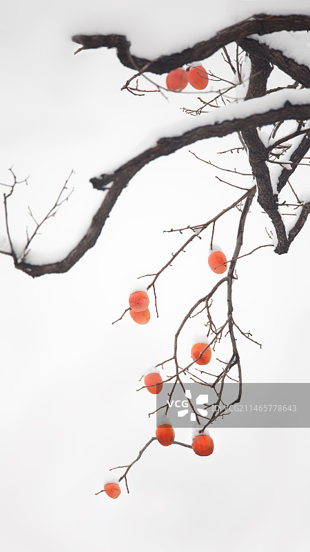 大雪中的柿子树图片素材