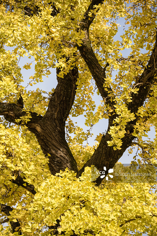 秋天金黄色的银杏树叶图片素材