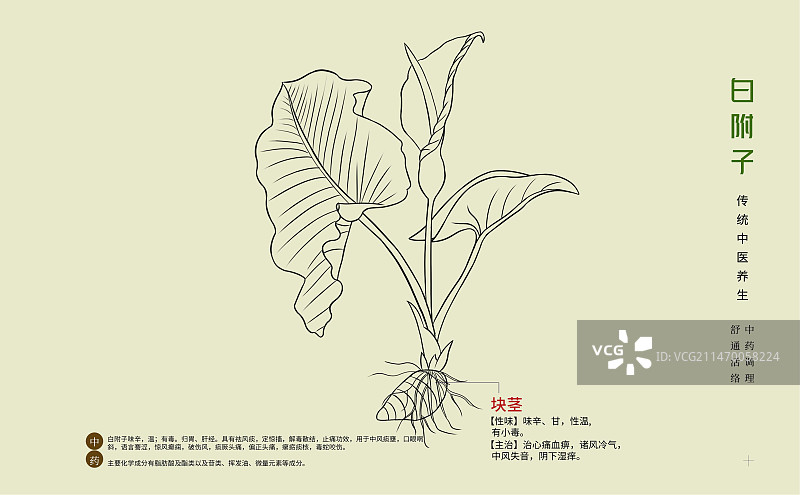 手绘中草药白附子特写植物插画横版版式设计海报图片素材