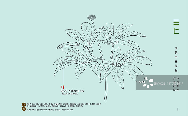 手绘中草药三七特写植物插画横版版式设计海报图片素材