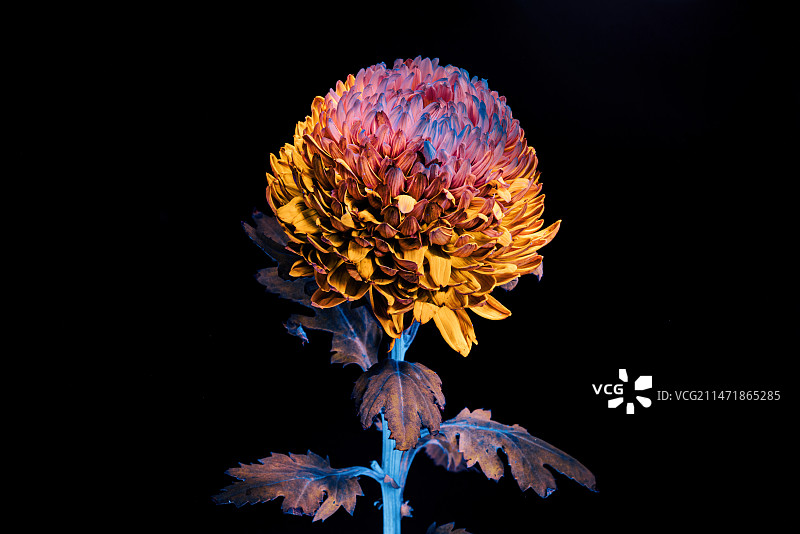 展现艳丽色彩的荧光非洲菊图片素材