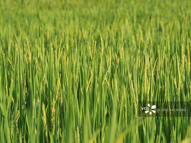 夏天的水稻图片素材