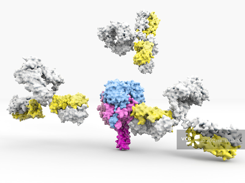 拉沙病毒蛋白和抗体，图示图片素材