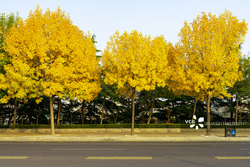 中国野生植物拍摄主题，秋天马路两侧的枯黄的小叶大叶白蜡树绒毛白蜡树，户外白昼无人图像摄影图片素材