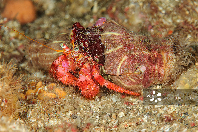 红寄居蟹(Dardanus calidus)与两只寄生海葵的特写。寄居蟹(Calliactis parasitica)在东大西洋、Macaronesian群岛、Fuerteventura群岛、西班牙、欧洲的海底爬行图片素材