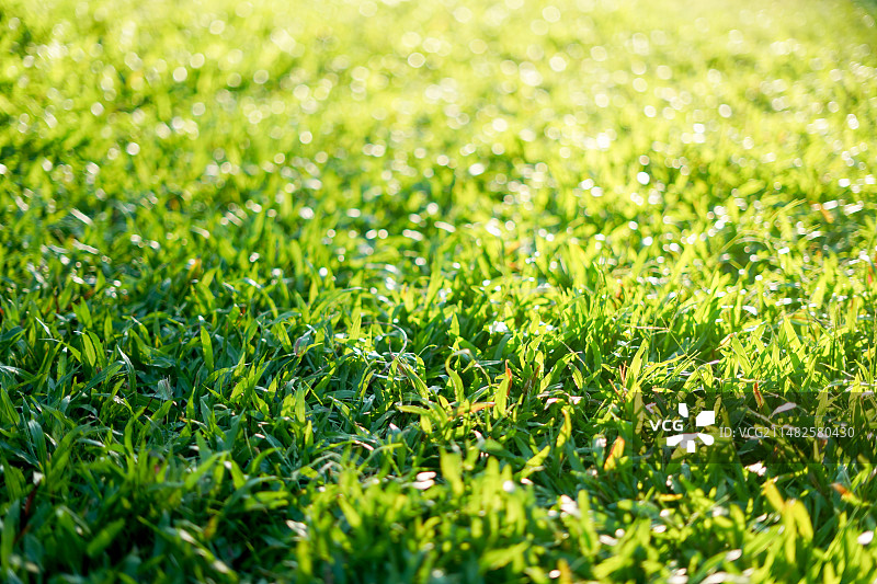 阳光洒在草地上图片素材