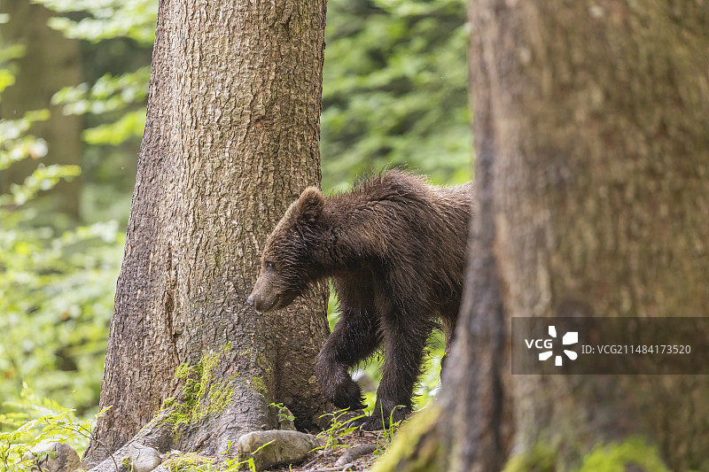 斯洛文尼亚，棕熊(Ursus arctos)从两棵树之间走过图片素材