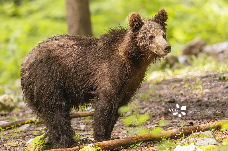斯洛文尼亚灌木丛中的棕熊图片素材