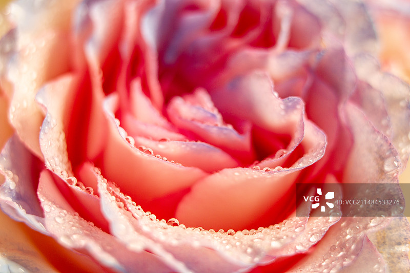 四川省绵阳市玫瑰上的水滴，水，雨水，特写，湿图，水珠，月季图片素材