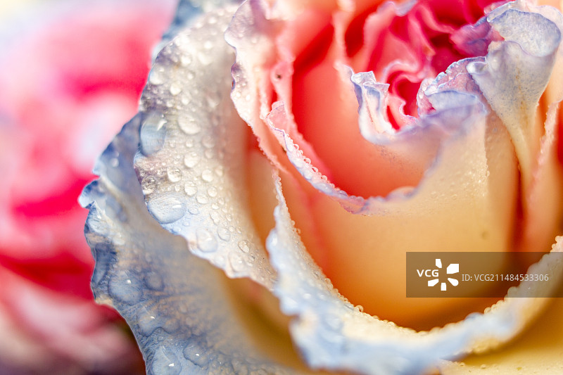 四川省绵阳市玫瑰上的水滴，水，雨水，特写，湿图，水珠，月季图片素材
