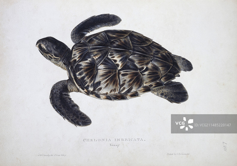 玳瑁龟，19世纪图片素材