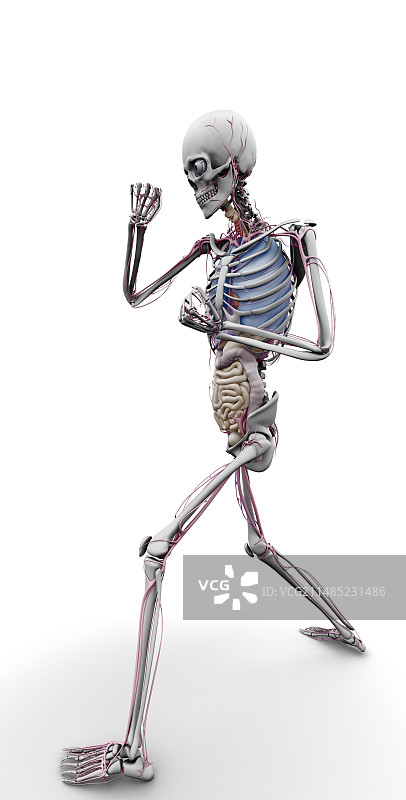 男性骨骼和器官，艺术品图片素材