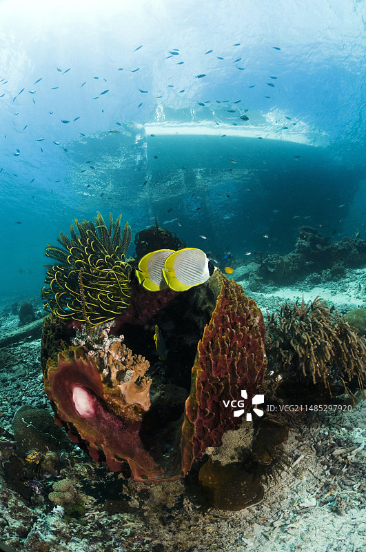 热带珊瑚礁图片素材