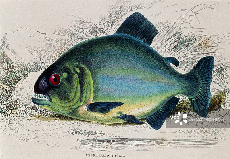 食人鱼，19世纪的艺术品图片素材
