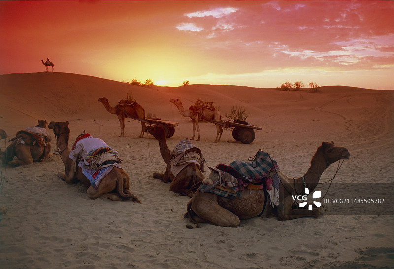 骆驼商队安顿下来过夜图片素材