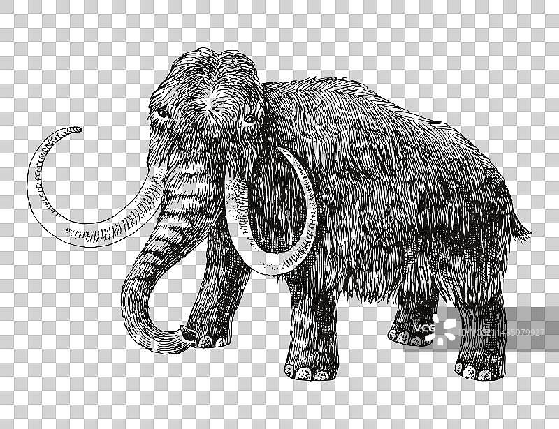 长毛猛犸象已灭绝的动物素描图片素材